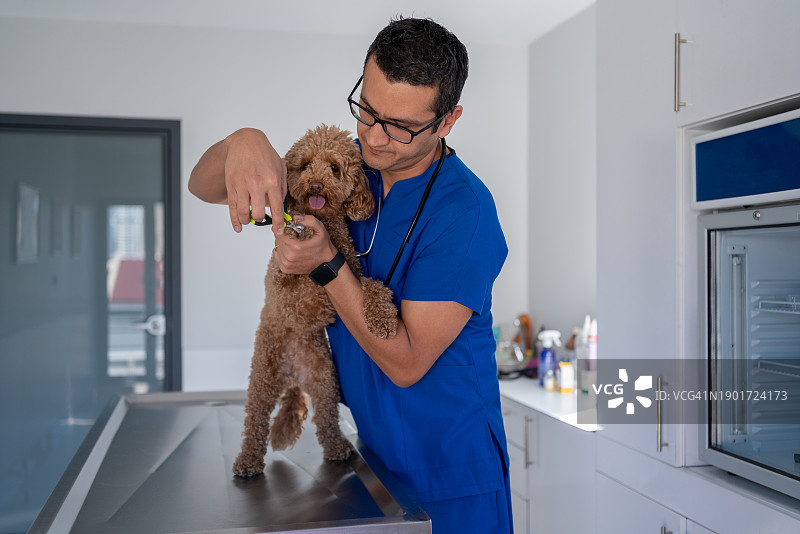 在宠物医院修剪指甲的狗狗图片素材
