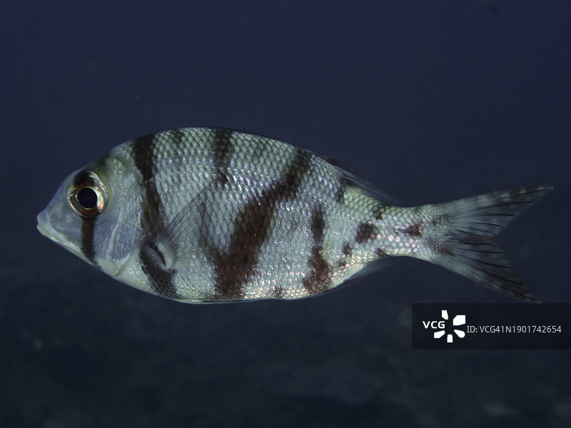 大眼鲷：索德瓦纳湾国家公园潜水点图片素材