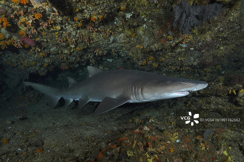 沙虎鲨（噬人鲨）。位于非洲南非夸祖鲁-纳塔尔省马盖特市普罗梯亚班克斯潜水点图片素材