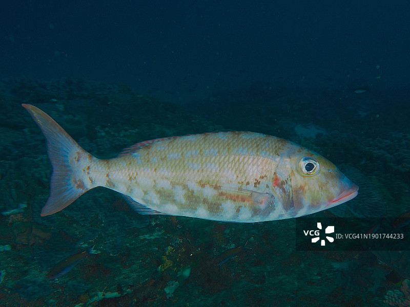 红鳍笛鲷非洲潜水点图片素材