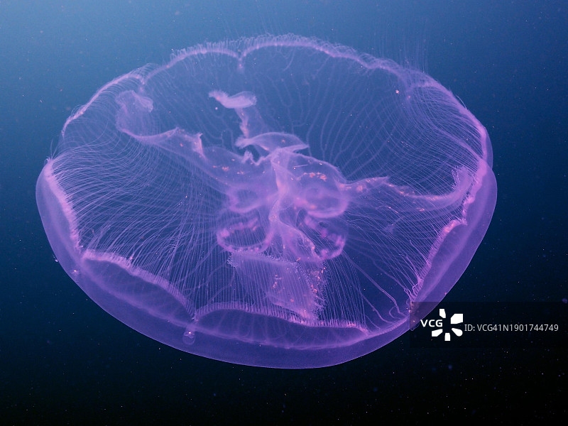 普通海蜇，南非夸祖鲁-纳塔尔省阿里瓦尔浅滩潜水点图片素材