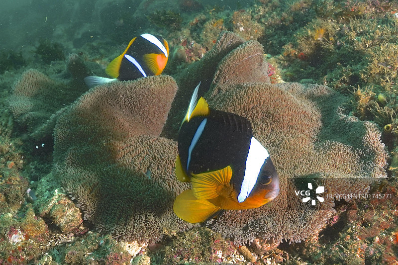 阿拉德海葵鱼及其地毯海葵，潜水地点，南非夸祖鲁-纳塔尔省乌姆科马斯，非洲图片素材