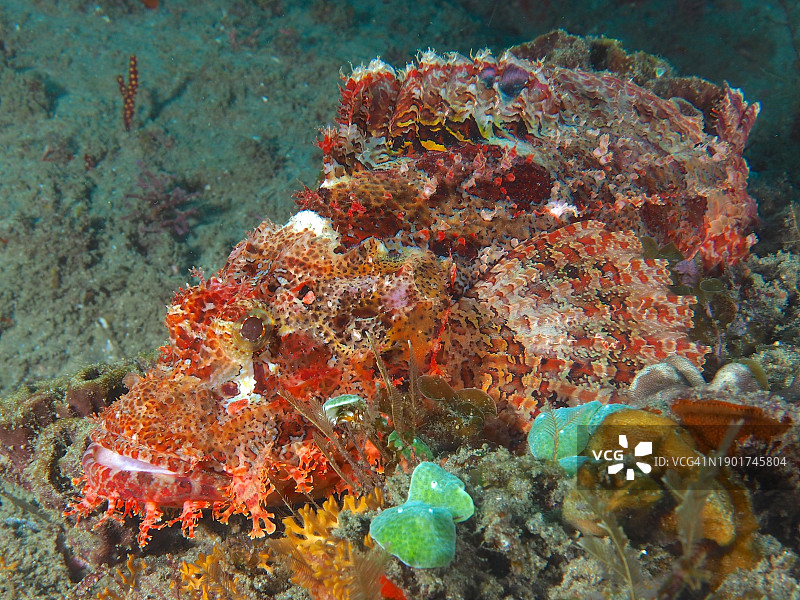 毒鲉，索德瓦纳湾国家公园潜水点，南非马普塔兰海洋保护区图片素材