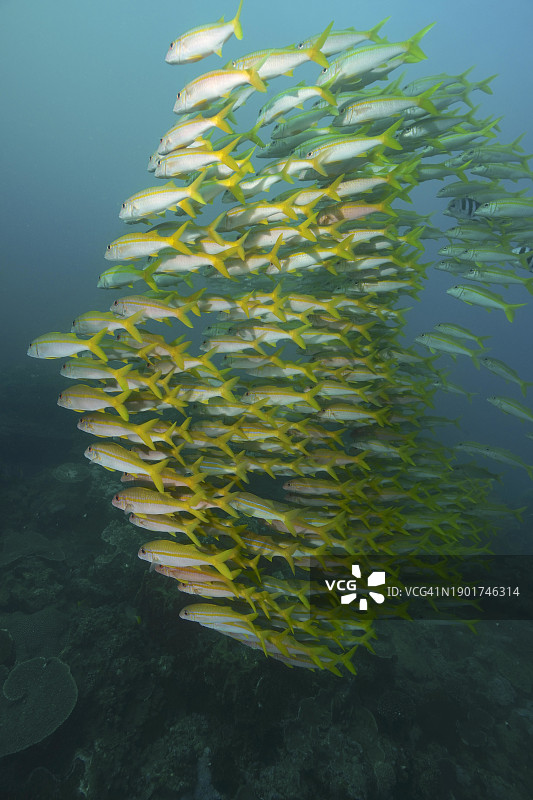 黄鳍须鱵鱼群，索德瓦纳湾国家公园潜水点，南非图片素材