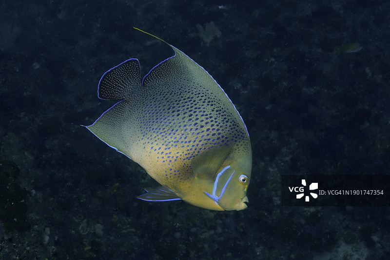 半环刺盖鱼，普罗梯亚班克斯潜水点，马盖特，夸祖鲁-纳塔尔省，南非，非洲图片素材