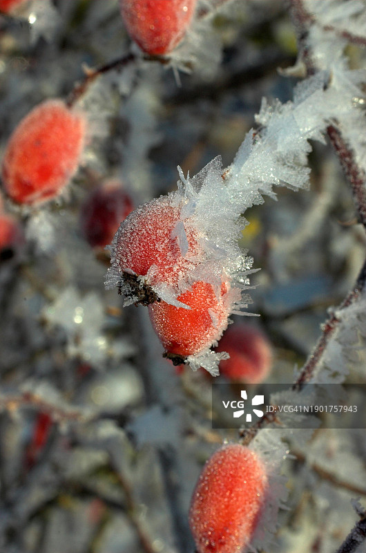 冬季德国北莱茵-威斯特法伦的犬蔷薇玫瑰果图片素材