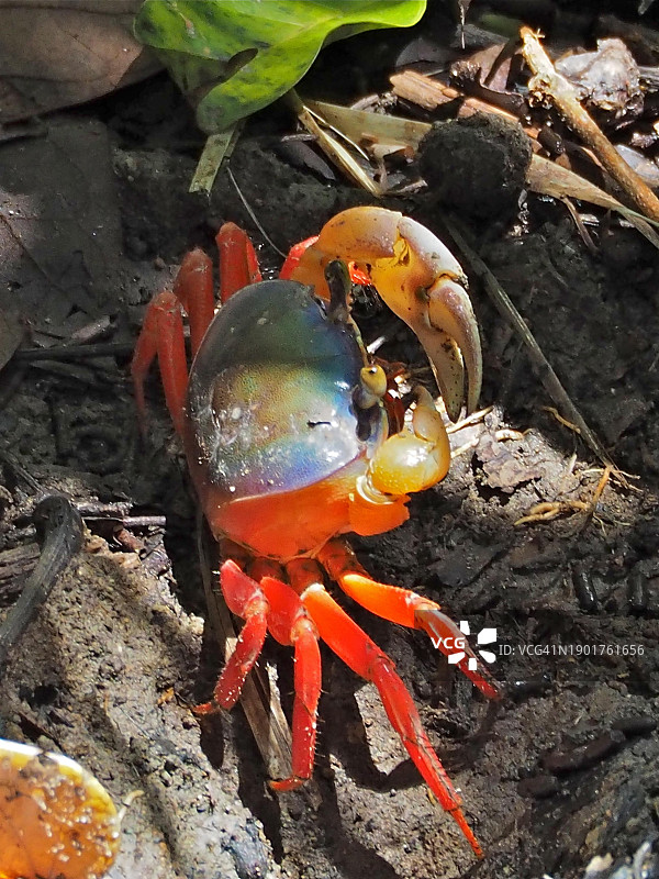 彩虹蟹，位于哥斯达黎加，马努埃尔·安东尼奥国家公园，中美洲图片素材