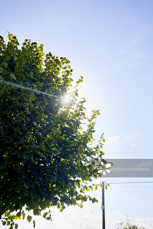 夏季阳光穿过树木，映衬着蓝色天空图片素材