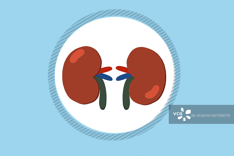 浅色背景上的人体肾脏，人体解剖，人体器官，健康医疗，人体解剖的另一种视角图片素材