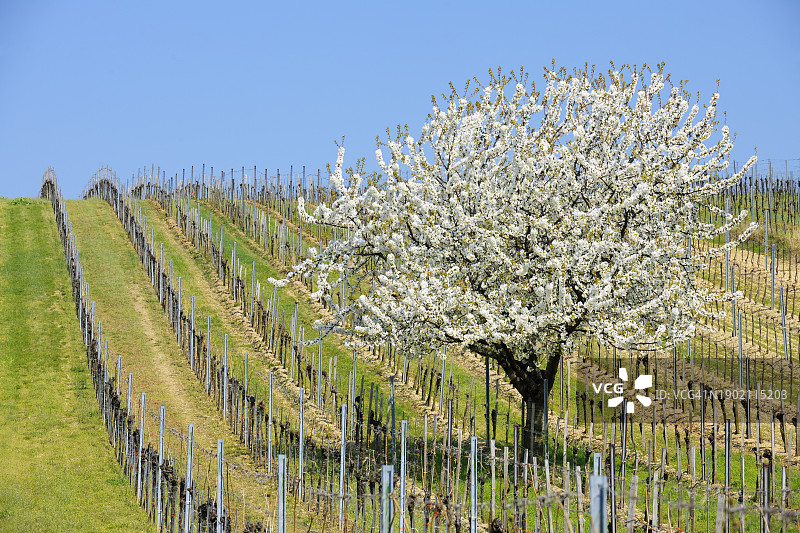 奥地利葡萄园中的樱花树图片素材