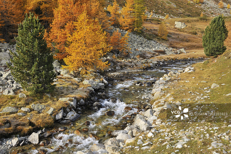 瑞士格里松州 Julierpass 秋日落叶松溪流图片素材