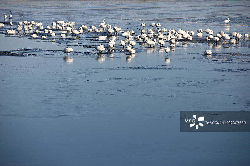 冰冻泻湖上大量天鹅图片素材