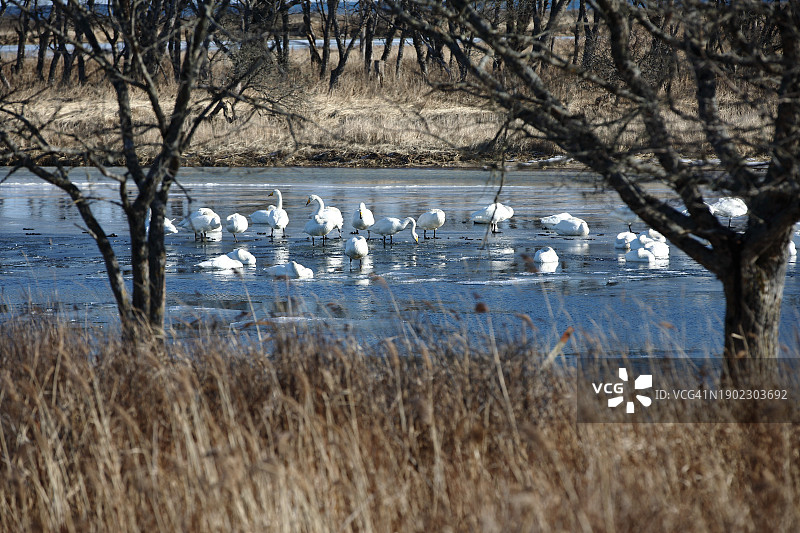 冬季冰封泻湖上的天鹅与森林岛屿图片素材