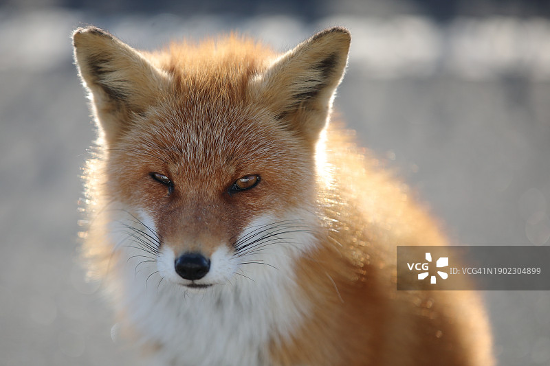 野生狐狸特写，虚化背景图片素材