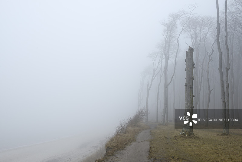 德国波罗的海海滩森林与雾中小径风光图片素材