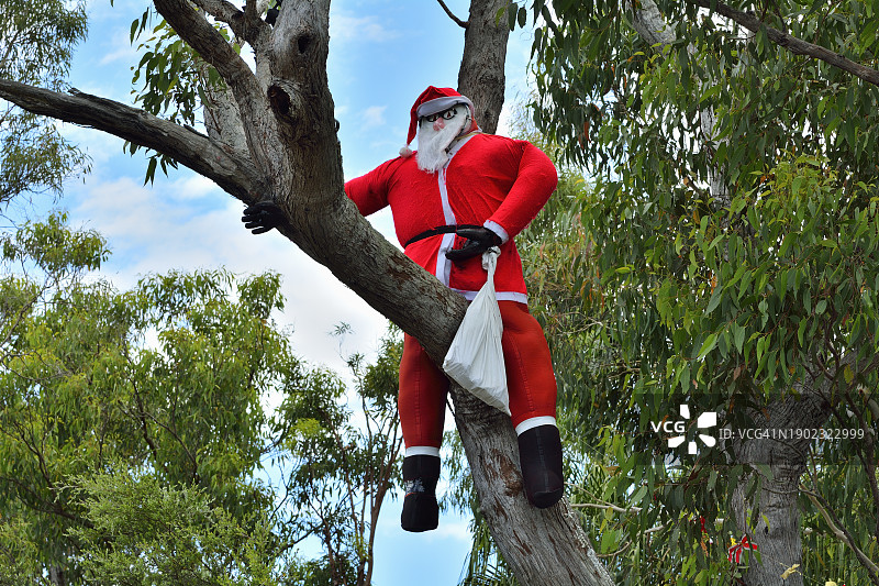 澳大利亚昆士兰树上的圣诞老人图片素材