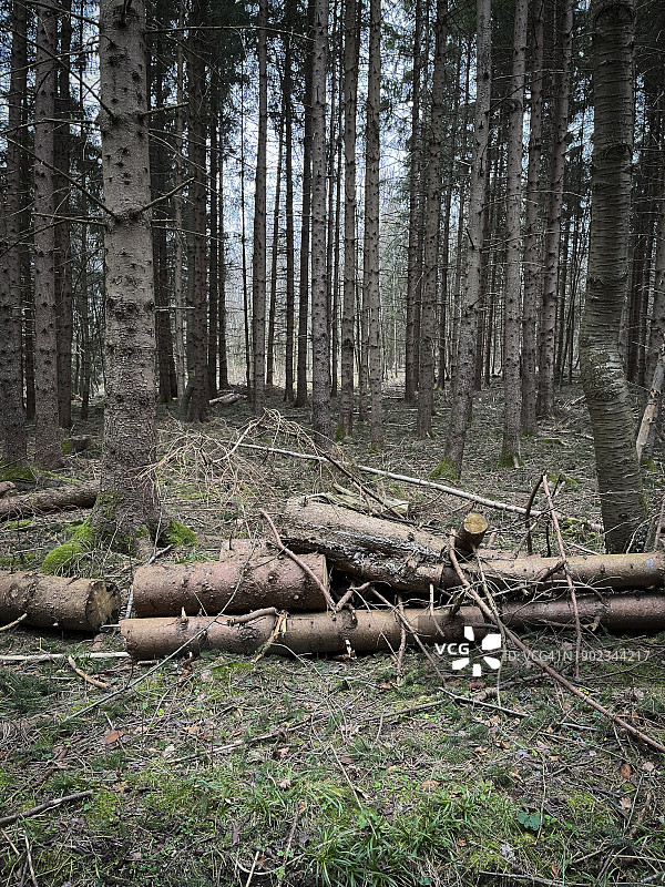 风暴后森林中折断、连根拔起的树木和滚动的木材图片素材