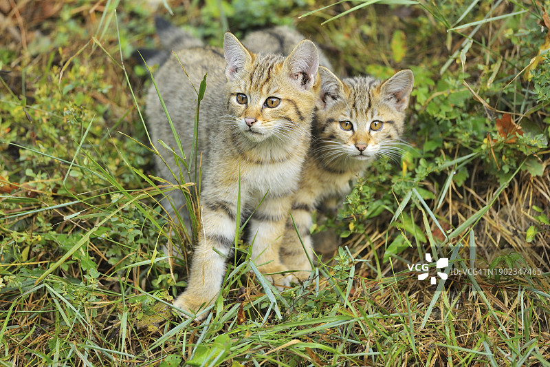 野猫（Felis silvestris），两只小猫图片素材