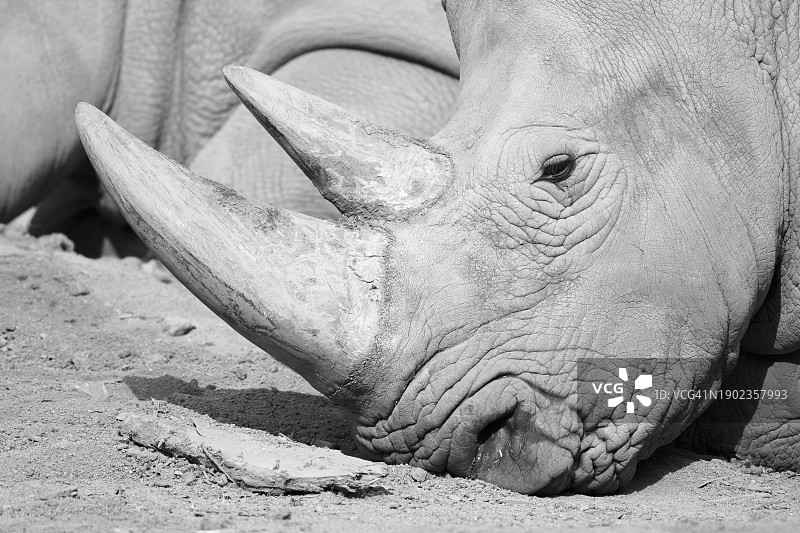 南方白犀牛，特写图片素材