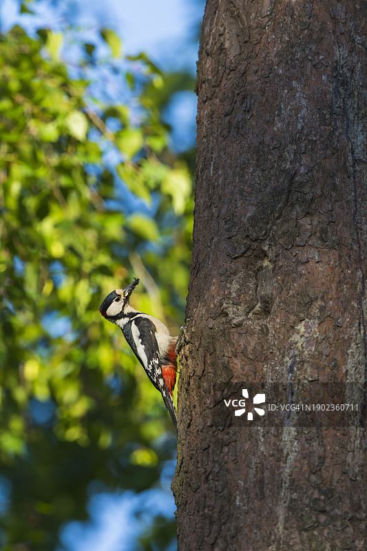 树上的大斑啄木鸟图片素材