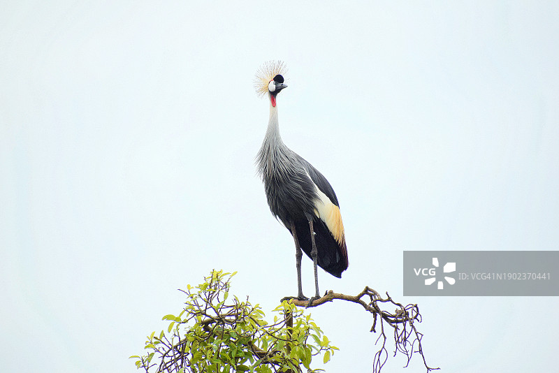 灰冠鹤栖息在树上的低角度景观，乌干达卡巴莱图片素材