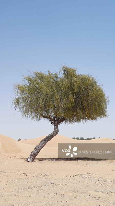 沙漠中的树木，背景是晴朗的天空图片素材
