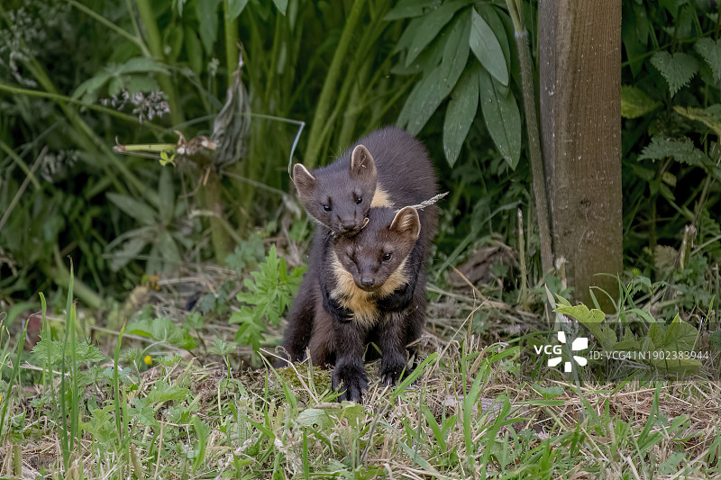 英国阿伯丁郡格兰坦纳，草地上的松鼠特写图片素材