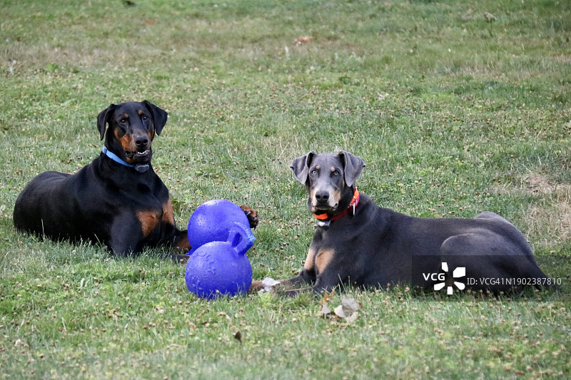 坐在草地上的狗的画像，美国俄亥俄州联盟市图片素材
