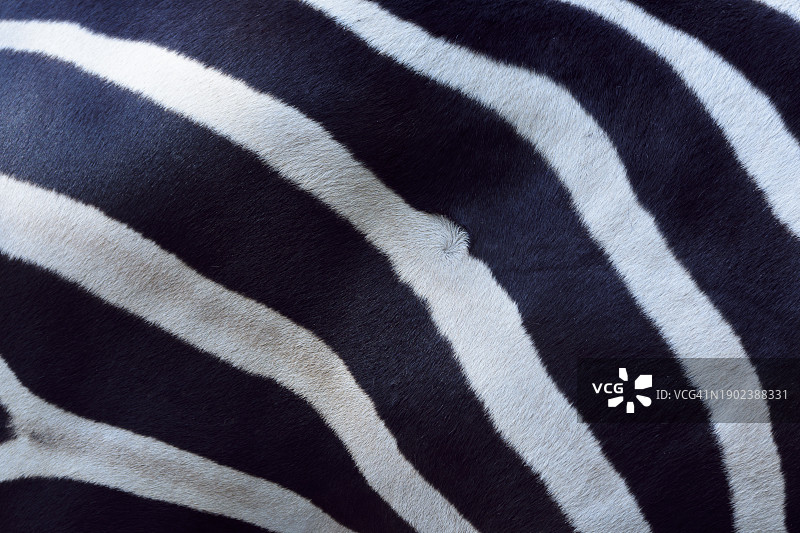 斑马的皮肤纹理图片素材