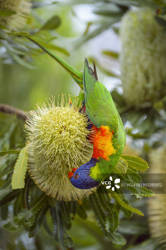 澳大利亚昆士兰州，大沙地国家公园，彩虹海滩的虹彩吸蜜鹦鹉图片素材
