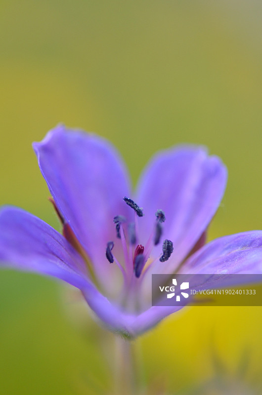 紫色番红花的特写图片素材