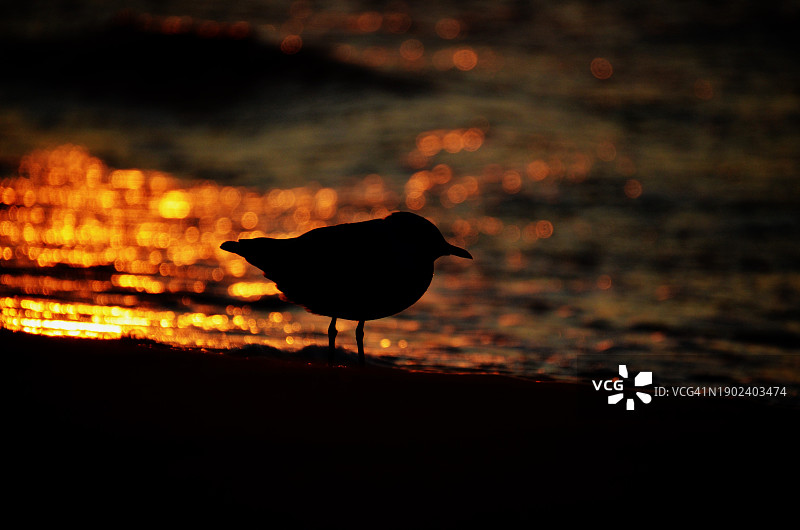 日落时分，矶鹬栖息在海滩边的剪影图片素材