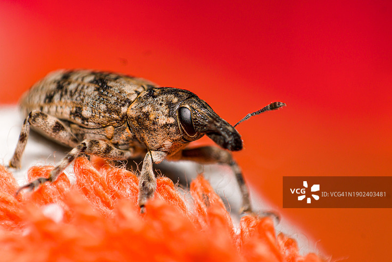 红色叶子上的昆虫特写图片素材