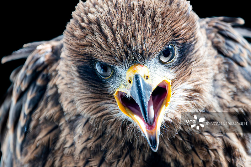 猫头鹰的特写肖像，黑色背景图片素材