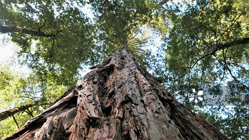 美国加利福尼亚州森林中仰视视角下的树木图片素材