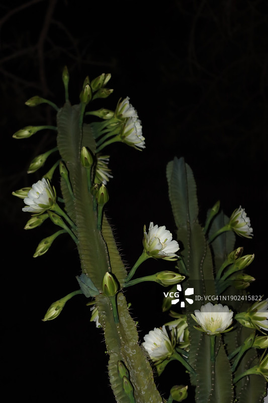 黑色背景下的白色开花植物特写，坦帕，佛罗里达州，美国图片素材