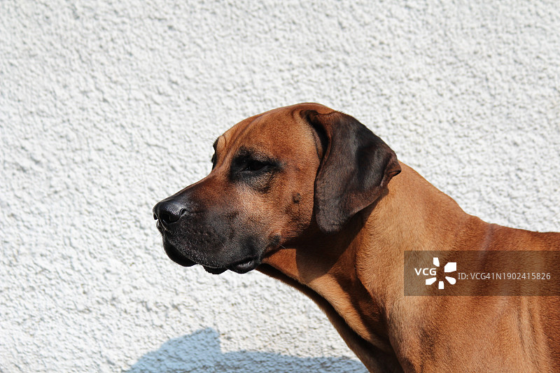 纯种狗的特写，视线移开图片素材