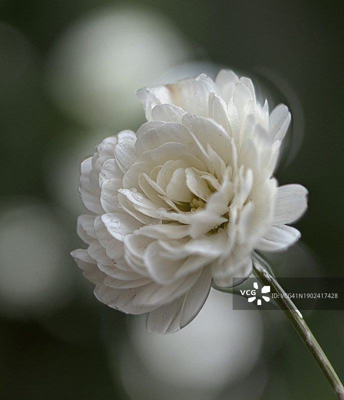 白玫瑰特写图片素材