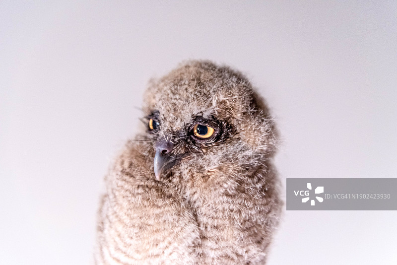 白色背景下猫头鹰的特写图片素材