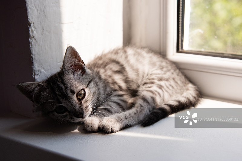 舒适房间窗边阴影中的小灰白色虎斑猫图片素材