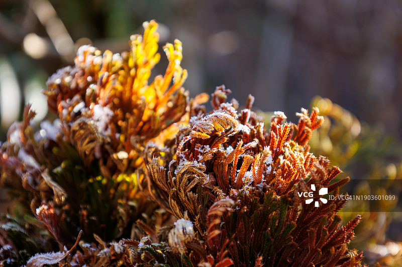 日式庭院中带有霜冻的苔藓，冬季图片素材