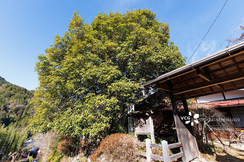妻笼宿的桂花树，日本长野图片素材