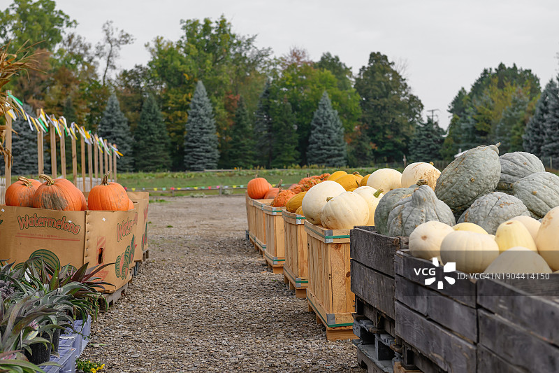 南瓜和西葫芦板条箱图片素材
