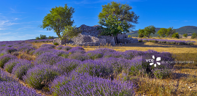 洛朗·吉劳杜 / 上普罗旺斯阿尔卑斯省 (04)，费拉西埃，旺图山下的薰衣草田图片素材