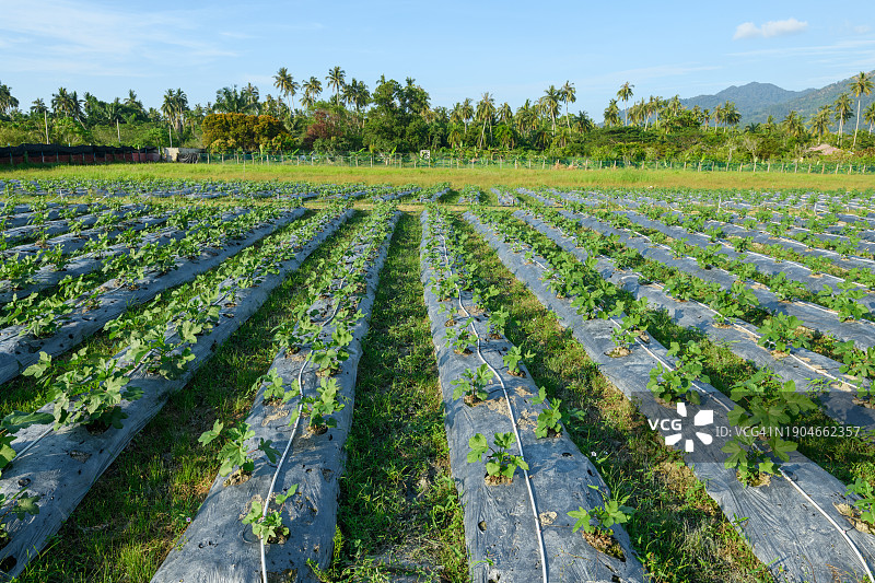 田野里生长的植物图片素材