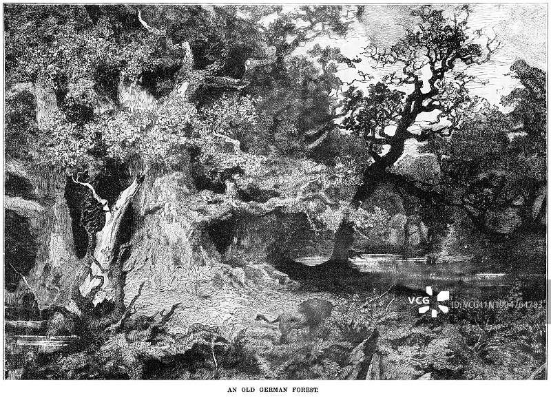 德国古老森林古版画图片素材
