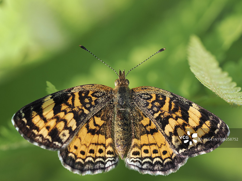 美国马萨诸塞州韦尔斯利树叶上的蝴蝶特写图片素材