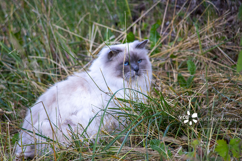 坐在草地上的猫的画像图片素材