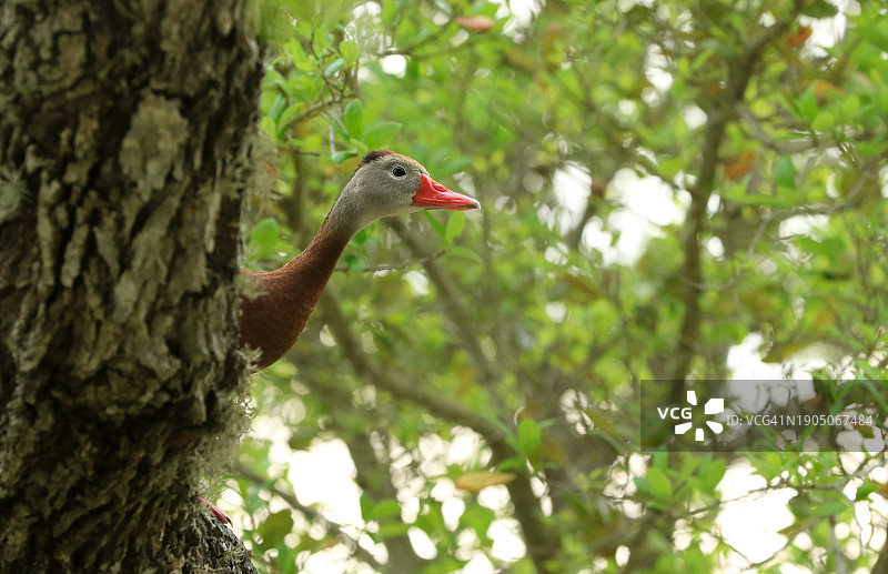 栖息在树上的鸭子的低角度视图，美国德克萨斯州罗克波特图片素材