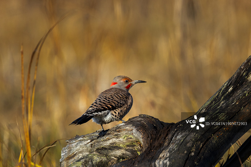 啄木鸟栖息在树上的特写图片素材